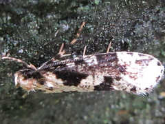 Morophagoides moriutii