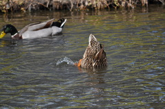 Anas platyrhynchos
