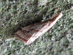 Microchilo inouei
