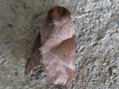 Gonoclostera timoniorum