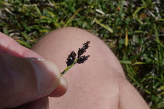 Carex scopulorum scopulorum