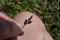 Carex scopulorum scopulorum