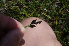 Carex scopulorum scopulorum