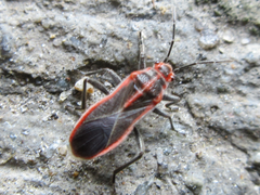 Arocatus pseudosericans