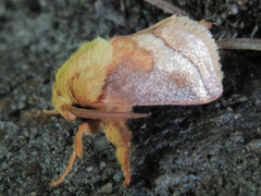 Narosoideus flavidorsalis