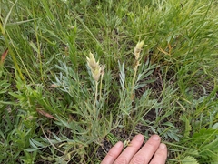 Oxytropis sericea speciosa