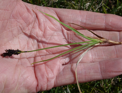 Carex scopulorum scopulorum