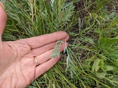 Oxytropis sericea speciosa
