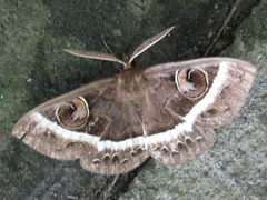 Metopta rectifasciata