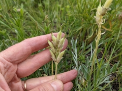 Oxytropis sericea speciosa