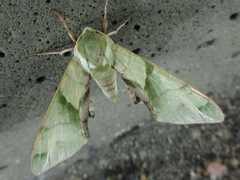 Callambulyx tatarinovii