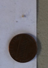 Spermophora senoculata