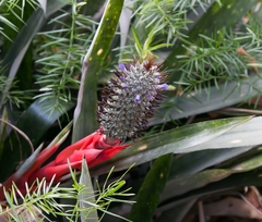 Aechmea ornata