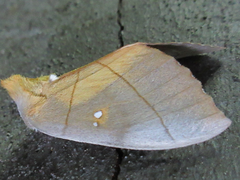 Euhampsonia cristata