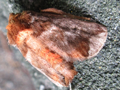 Phlossa conjuncta
