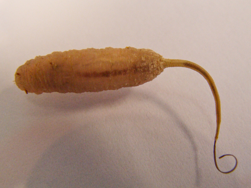 Srutinė žiedmusė nuotrauka