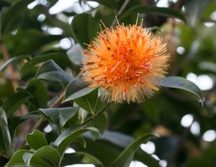 Stifftia chrysantha