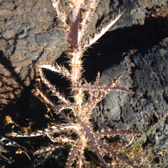 Cirsium cymosum canovirens