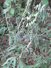 Cordulegaster erronea