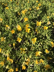 Roepera billardierei