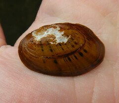 Cambarunio taeniatus