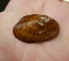 Cambarunio taeniatus