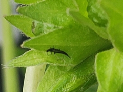 Klambothrips myopori