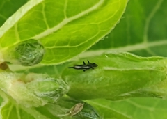 Klambothrips myopori