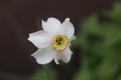 Narcissus