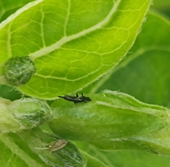 Klambothrips myopori