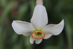 Narcissus
