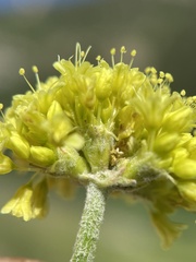Eriogonum brevicaule