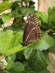 Baronia brevicornis brevicornis