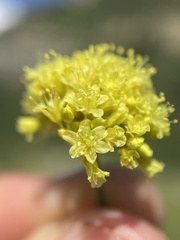 Eriogonum brevicaule