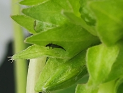 Klambothrips myopori