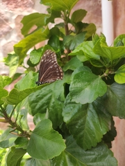 Baronia brevicornis brevicornis