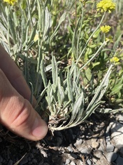 Eriogonum brevicaule