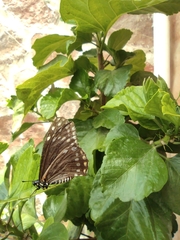 Baronia brevicornis brevicornis