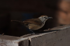 Pheugopedius felix lawrencii
