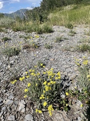 Eriogonum brevicaule