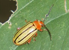 Disonycha quinquelineata