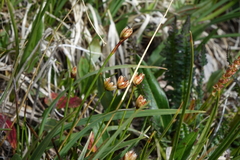 Juncus triglumis