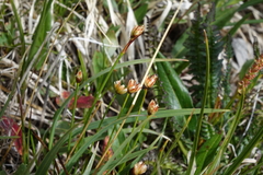 Juncus triglumis