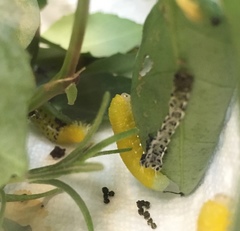 Ceratulus spectabilis