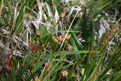 Juncus triglumis