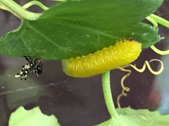 Ceratulus spectabilis