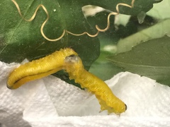 Ceratulus spectabilis