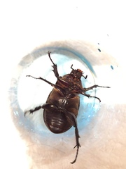 Trypoxylus dichotomus