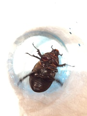 Trypoxylus dichotomus