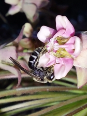 Lasioglossum